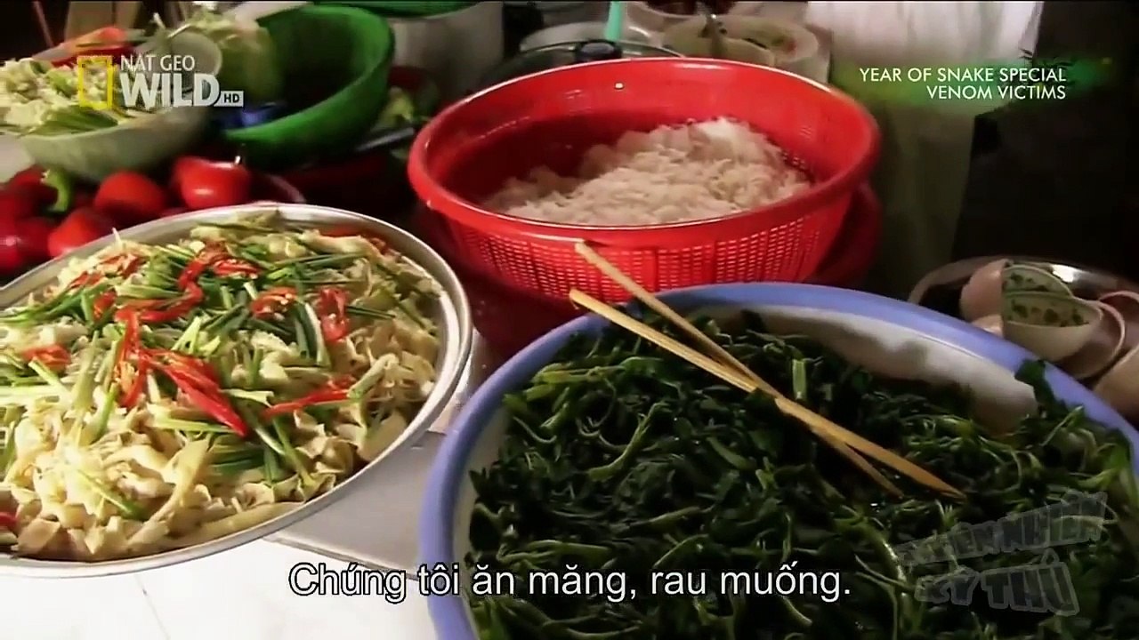 Thế Giới Động Vật - Tìm Rắn Độc Ở Việt Nam