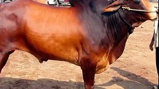 20 MOST POPULAR COWS OF INDIAN BREED ( IN HINDI )