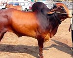 20 MOST POPULAR COWS OF INDIAN BREED ( IN HINDI )