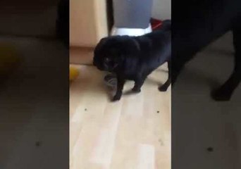 Pug Needs Constant Praise While Eating