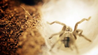 Tarantula laying eggs