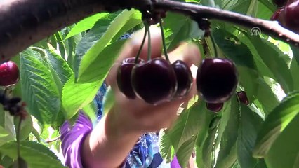 Çiftçiye sezon öncesi 'karşılıksız çek' uyarısı - İZMİR