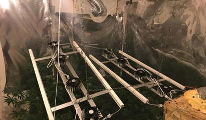 Sarıyer'de apartman dairesinde uyuşturucu serası: 2 gözaltı