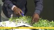 South African urban farmers grow herbs and crops on rooftops