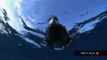 Natures fastest sharks & amazing reef environments
