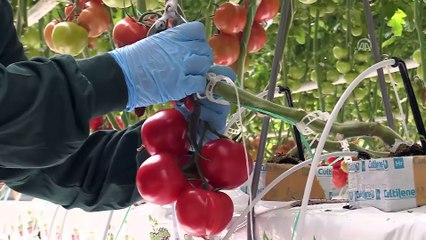 Termal serada LED teknolojisiyle üretimi artırma hedefi - UŞAK