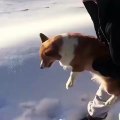 Il jette son chien dans les airs depuis un avion.