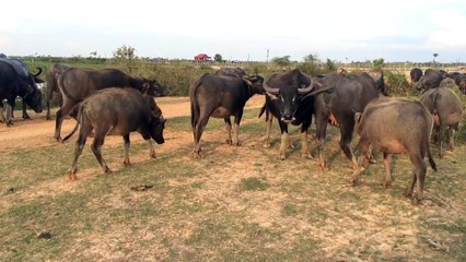 Buffaloes Going To Swim In The River