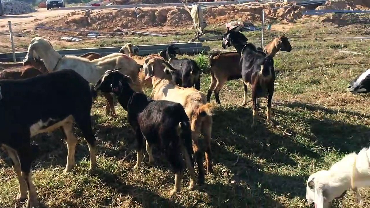Angry Goat Got Injury After Fighting With Their Mate