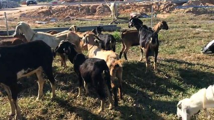 Angry Goat Got Injury After Fighting With Their Mate