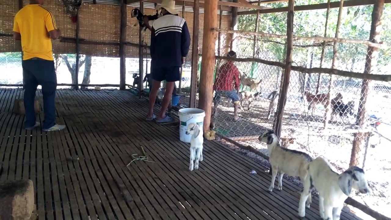 Farm Of Goat In My Village