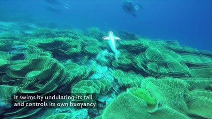 'SoFi', el pez robótico que documentará la vida marina