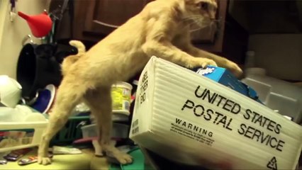 700 Cats Rescued From Cruelty in Florida