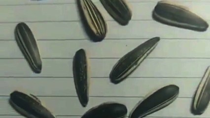 3 graines dessinées à la main, lesquelles ?