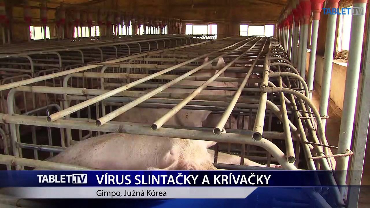 Južná Kórea oficiálne potvrdila zriedkavý vírus slintačky a krívačky typu A u ošípaných