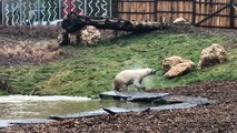 La vétérinaire du Cerza nous parle de l’arrivée de deux ourses polaires