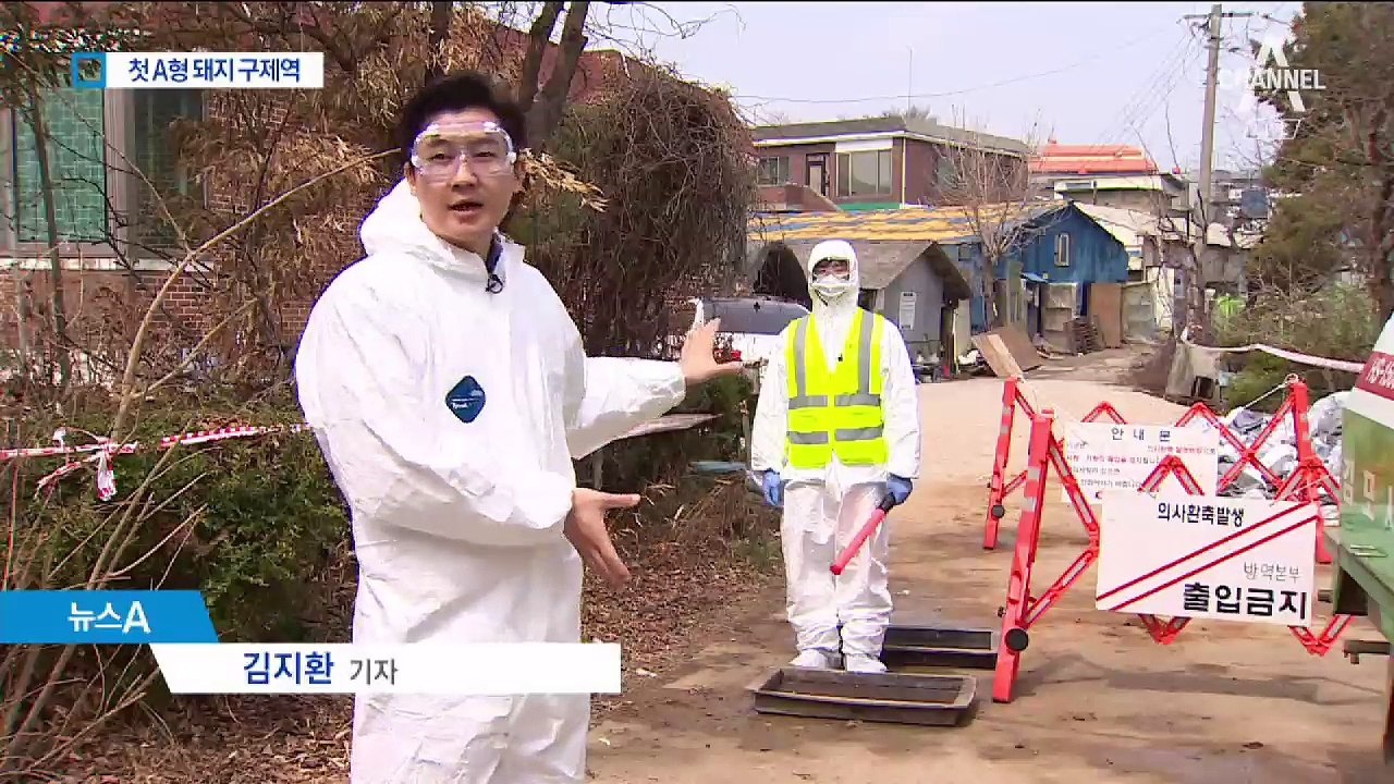 김포서 2년 만에 돼지구제역 발생…살처분에 반발