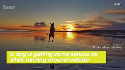 This ‘Flying Dog’ Is Getting Some Serious Air Time