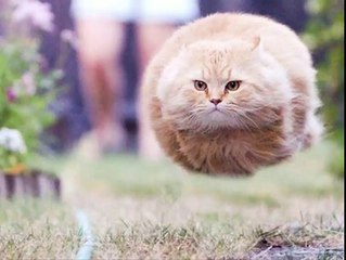 Kumpulan gambar kucing lucu bikin gemas