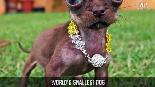 10 SMALLEST ANIMALS IN THE WORLD