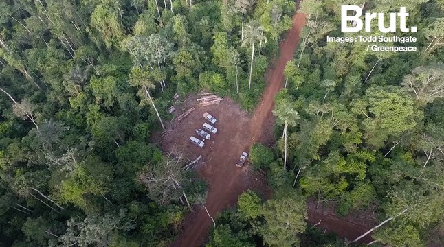 Brésil : l'exploitation illégale de bois ipé