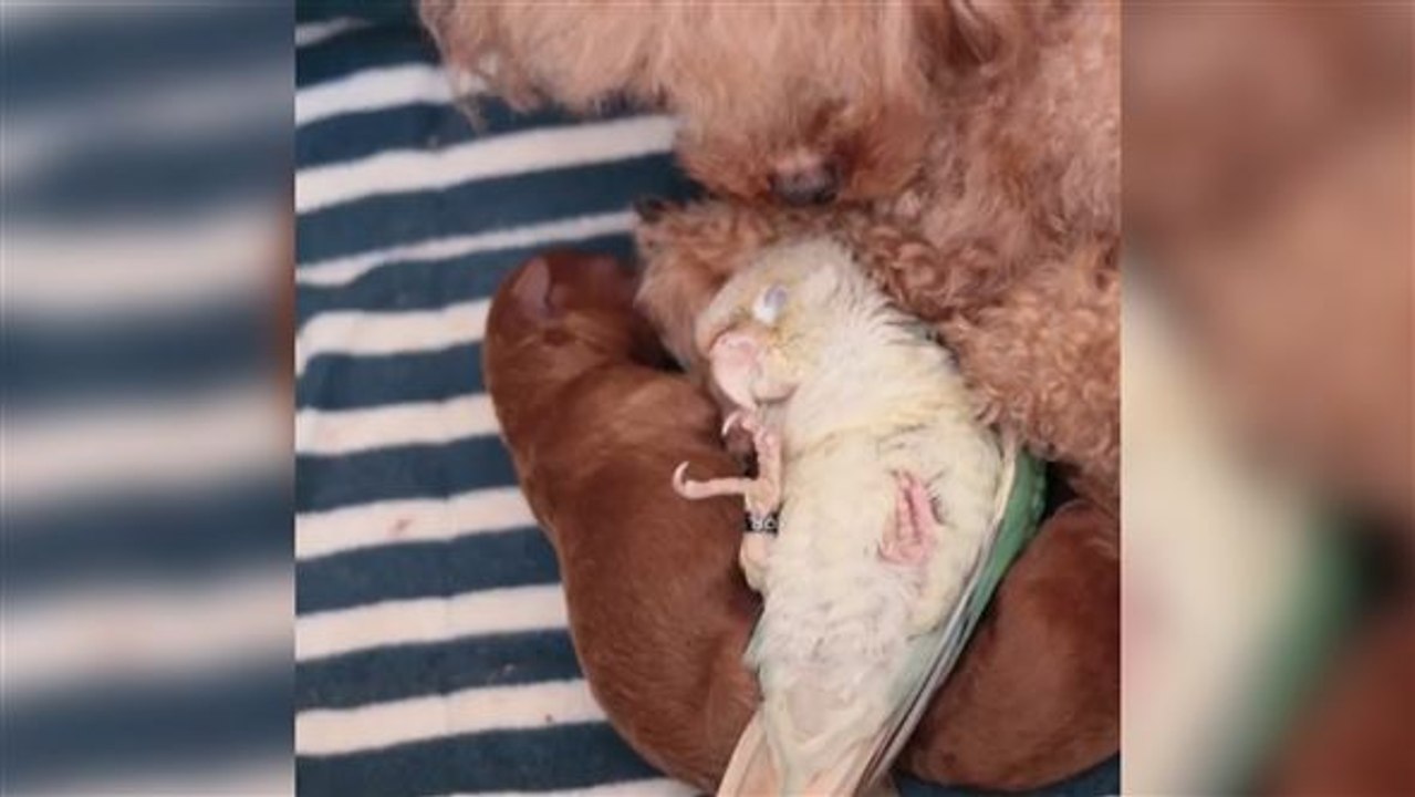 Süße Zuwendung: Hunde-Mama adoptiert Vogel