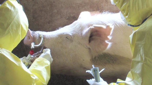 A형 구제역 발병에 충남북 바짝 긴장 / YTN