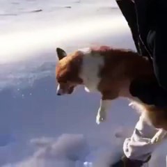Dog thrown from airplane into abyss below