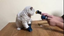 Un chat avec des gants de boxe