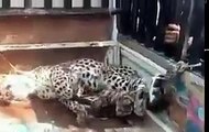 Big cat leopard detained by locals in Tatta Pani (Hot Spring) area, Azad Kashmir