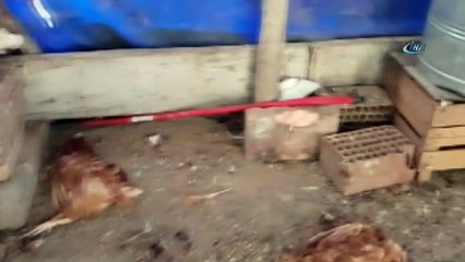 Kümese giren sansar, 36  tavuğu telef etti