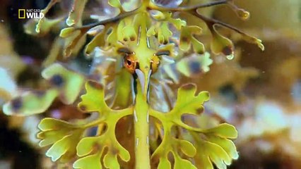 Vahşi Doğanın Bir Günü-Tazmanya