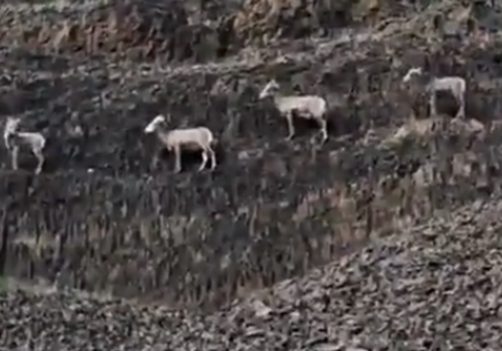 Big Horn Sheep Get Into Formation in Oregon State Park
