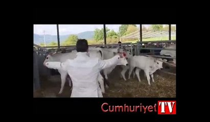 Annesine vuran adama uçan tekme atan buzağı