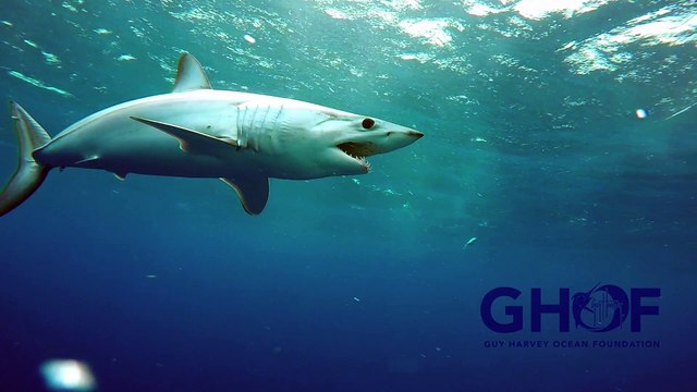 Tagging a Mako Shark