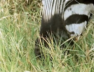 David Attenborough - Élő Bolygó - 05 - Fűtenger