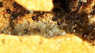 Ant Larvae Feeding (Aphaenogaster sp.)