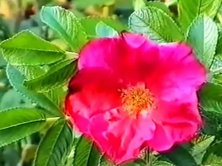 16. Лечебные растения чистотел, шиповник и яблоня.