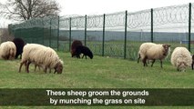 Sheep replace lawn mowers at a prison in eastern France