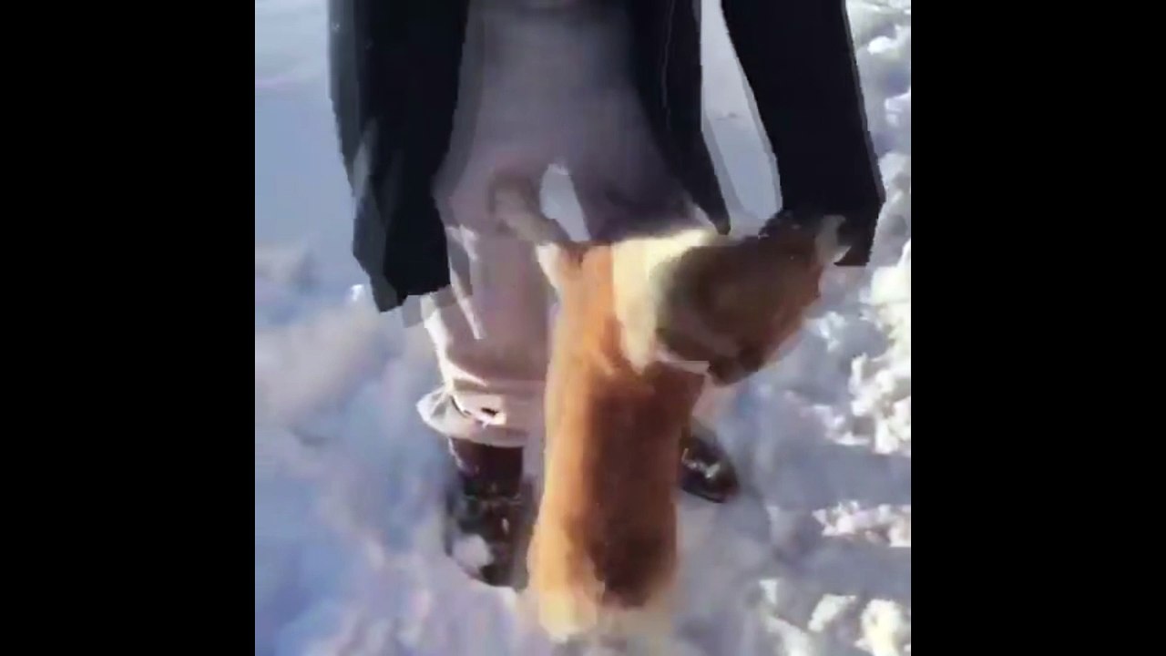Il jette un chien depuis un avion mais ce n'est pas ce qu'on croit !