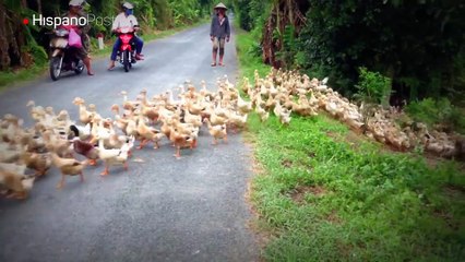 Un río de patos les impidió seguir su camino durante unos minutos
