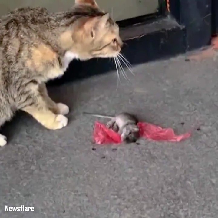 Ce rat tente une évasion très théâtrale sous les yeux du chat