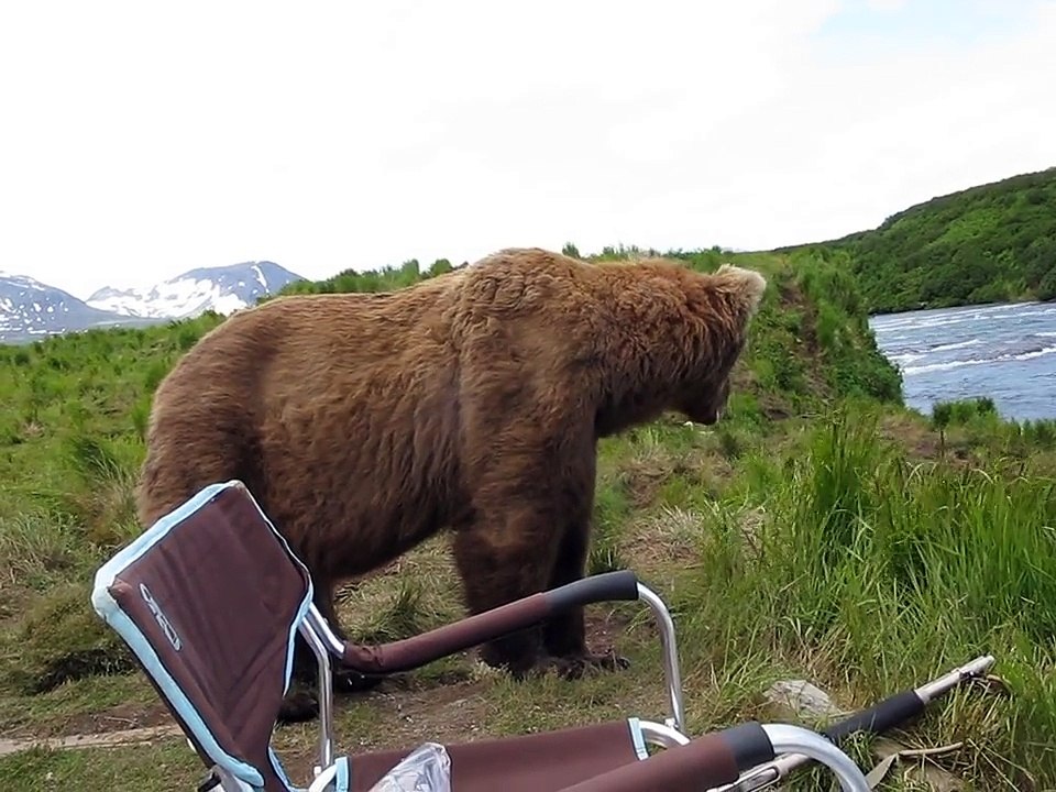 Un grizzly vient s'asseoir à coté d'un pecheur... Incroyable