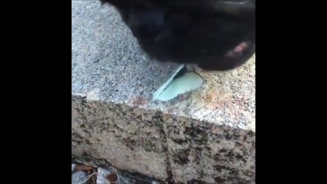 Elle admire la beauté de ce papillon mais son chien lui s'en fout complet... Miam