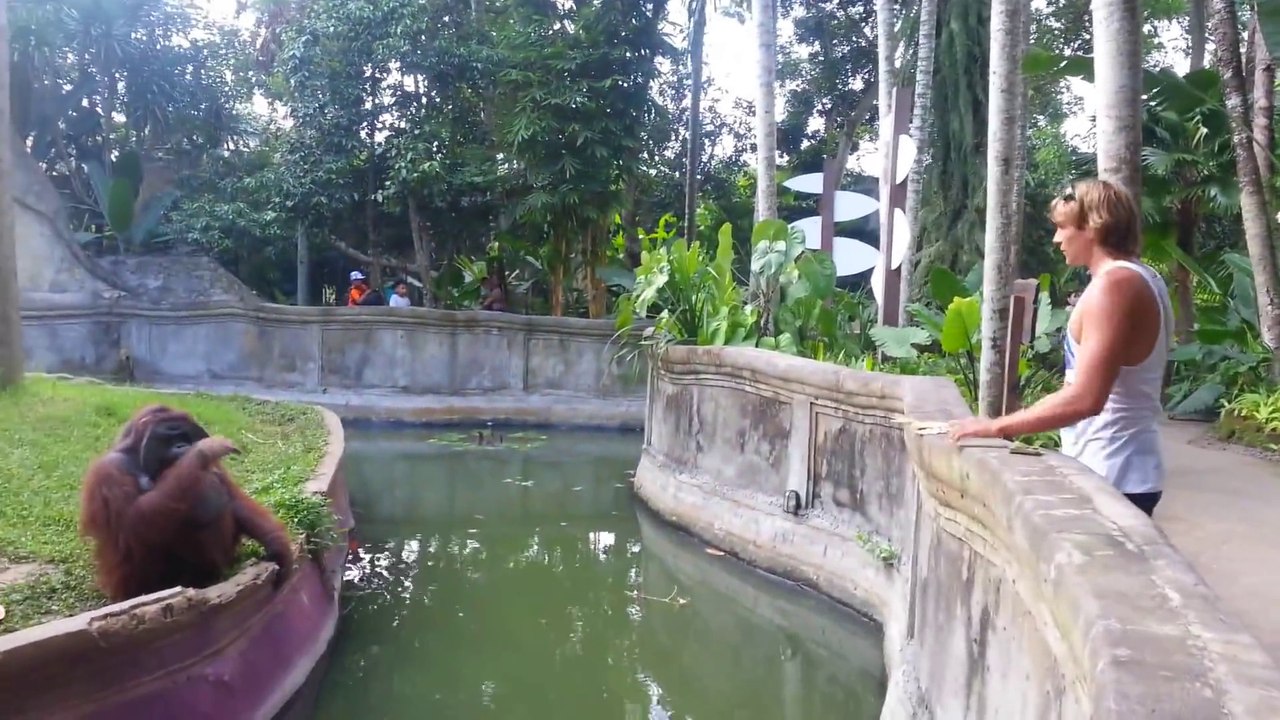 Cet orang outan et ce visiteur du zoo s'échangent des trucs à manger