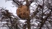 Il neutralise un nid de frelons asiatiques à plus de 10m de haut dan sun arbre