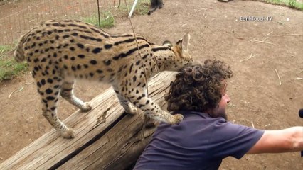 Ce gros chat sauvage est amoureux du caméraman