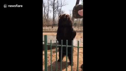 Bear’s reaction after biscuit isn’t tossed to him will melt your heart