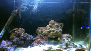 Clownfish Care guide