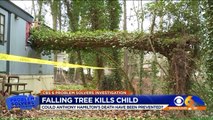 Virginia Residents Say Tree Fall That Killed Six-Year-Old Boy Was Preventable